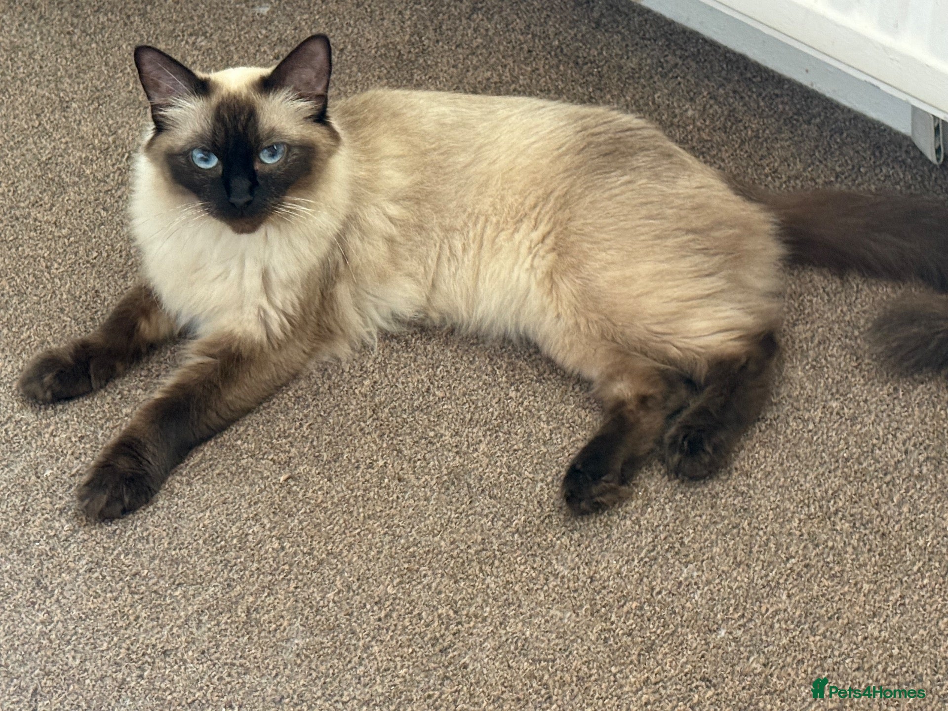 Ragdoll cats Sweet little blue point kitten - Advert 9