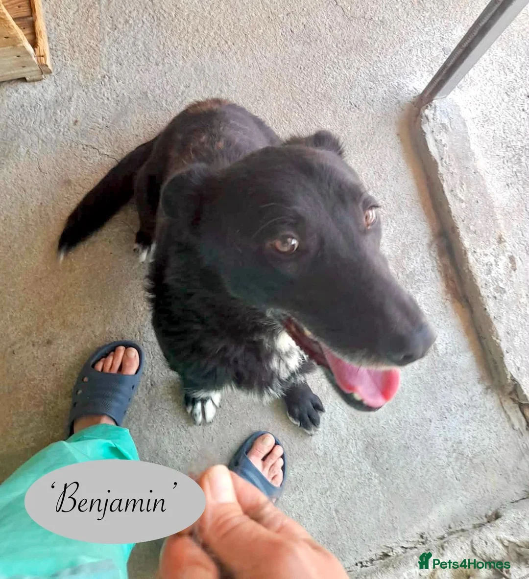 Mixed Breed dogs for adoption: Benjamin, 8-10 yrs. Available for adoption. in Brixham - Advert 2