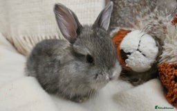 Mini Lop rabbits for sale: Adorable Baby Minilops Mixed - Image 17