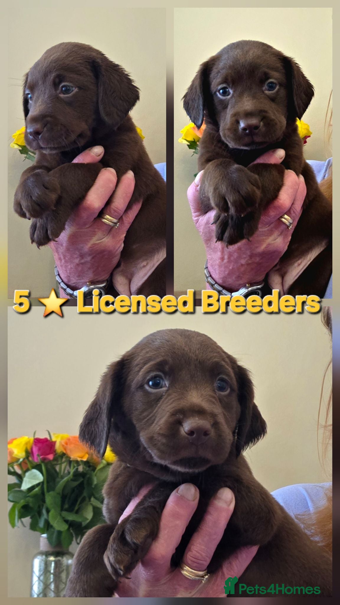 Cockerdor dogs for sale: Beautiful chocolate Springador puppies  - Advert 2