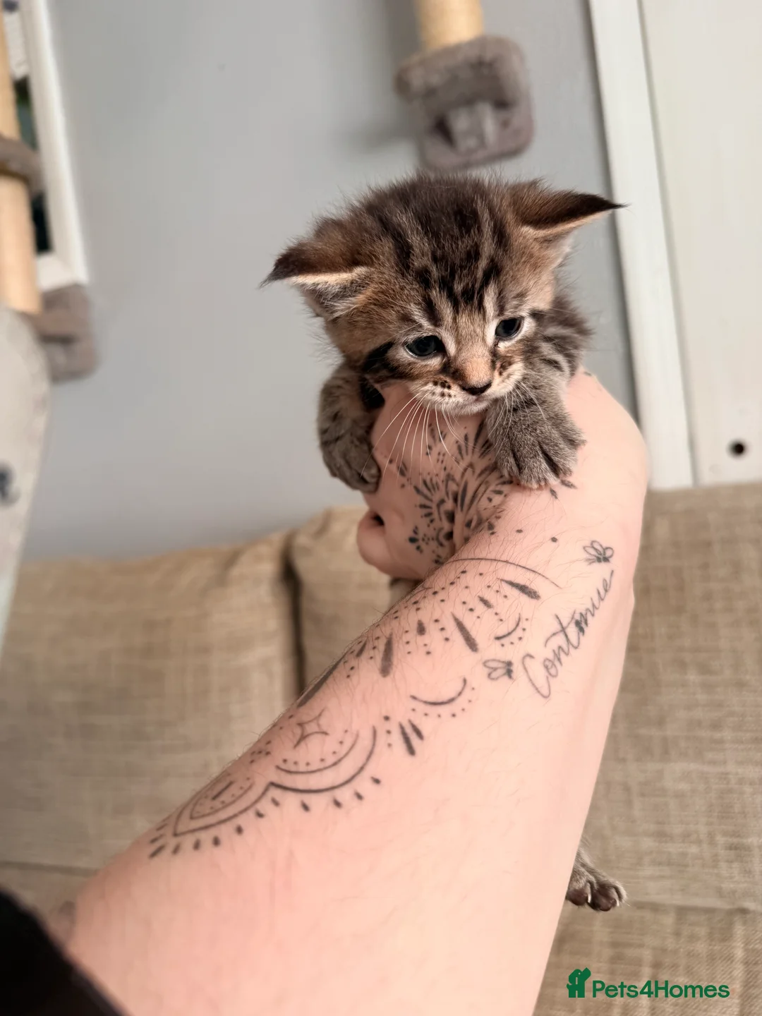 Maine Coon cats for sale: Gorgeous Fluffy Maine Coon Kittens  - Advert 24