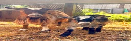 Goats livestock for sale: Pygmy goats  - Advert 7