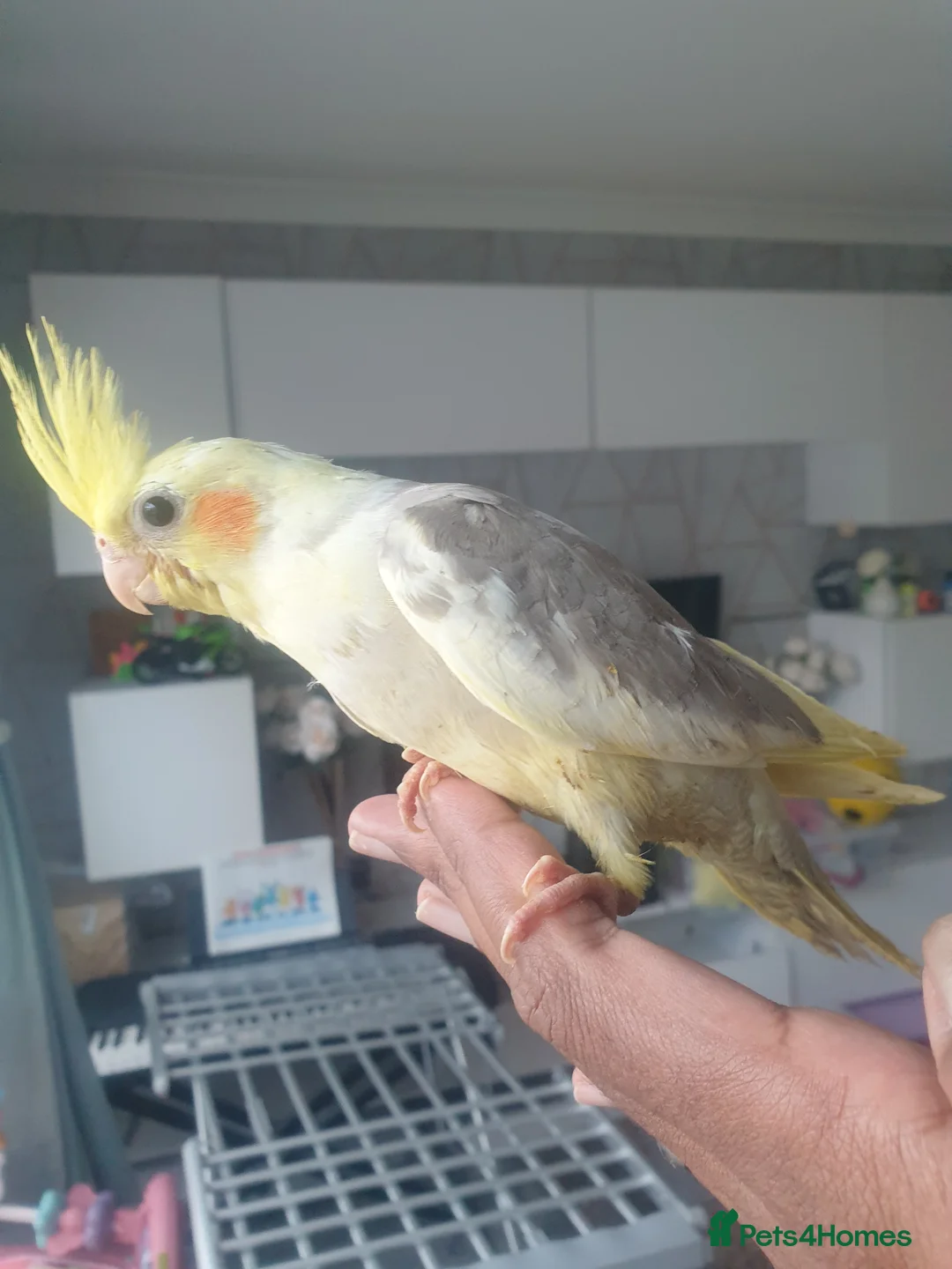 Cockatiels birds for sale: Hand reared Baby cockatiels available in Plymouth - Advert 2