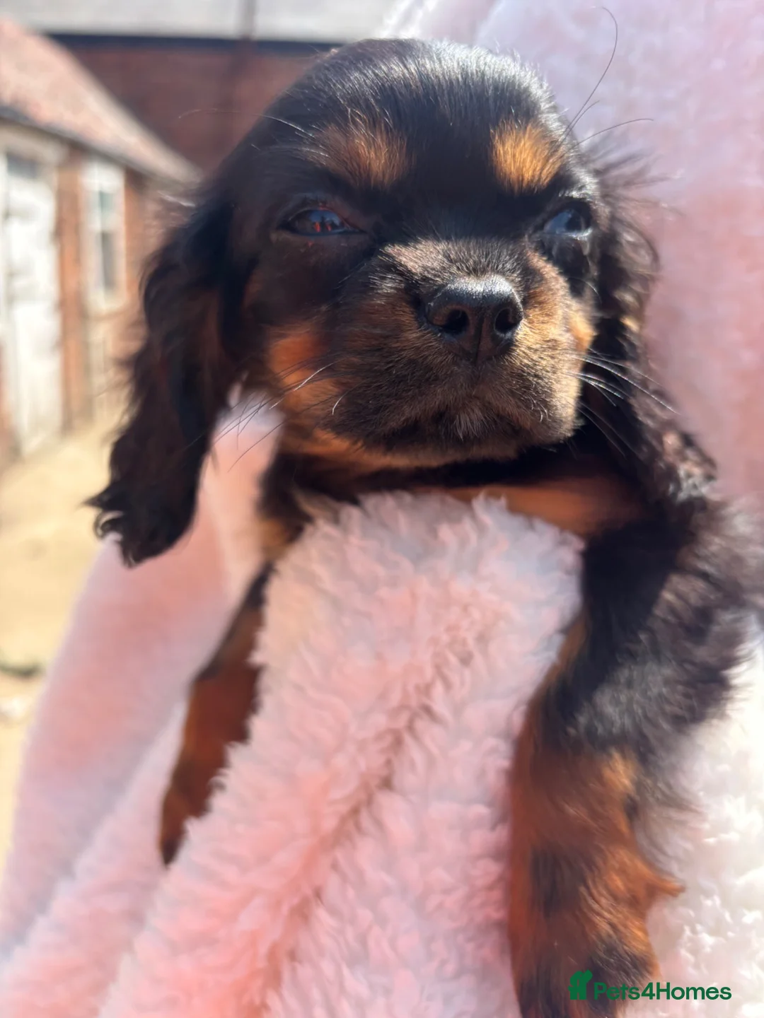 Cavalier King Charles Spaniel dogs for sale: Cavalier King Charles  - Advert 28