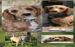Cockapoo dogs for adoption: Beautiful Betty  - Image 2