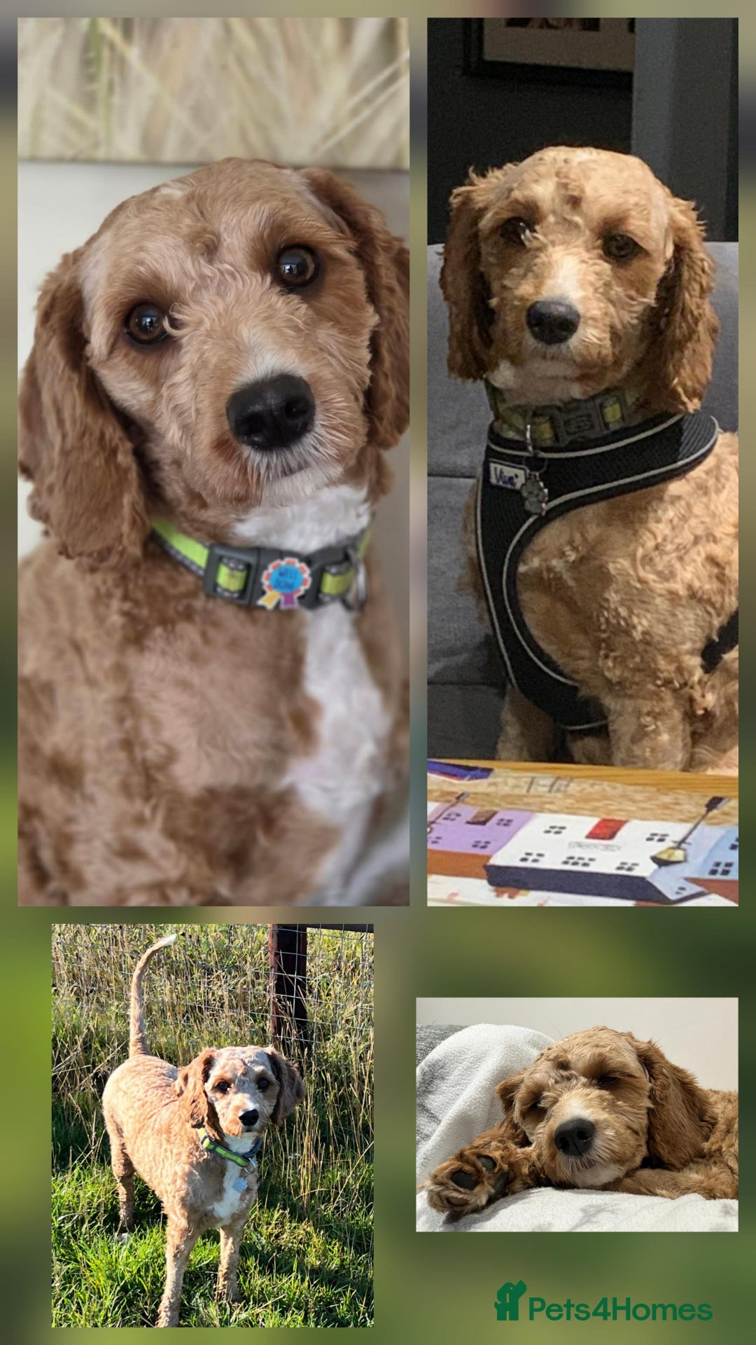Cockapoo dogs for adoption: Beautiful Betty  - Image 2