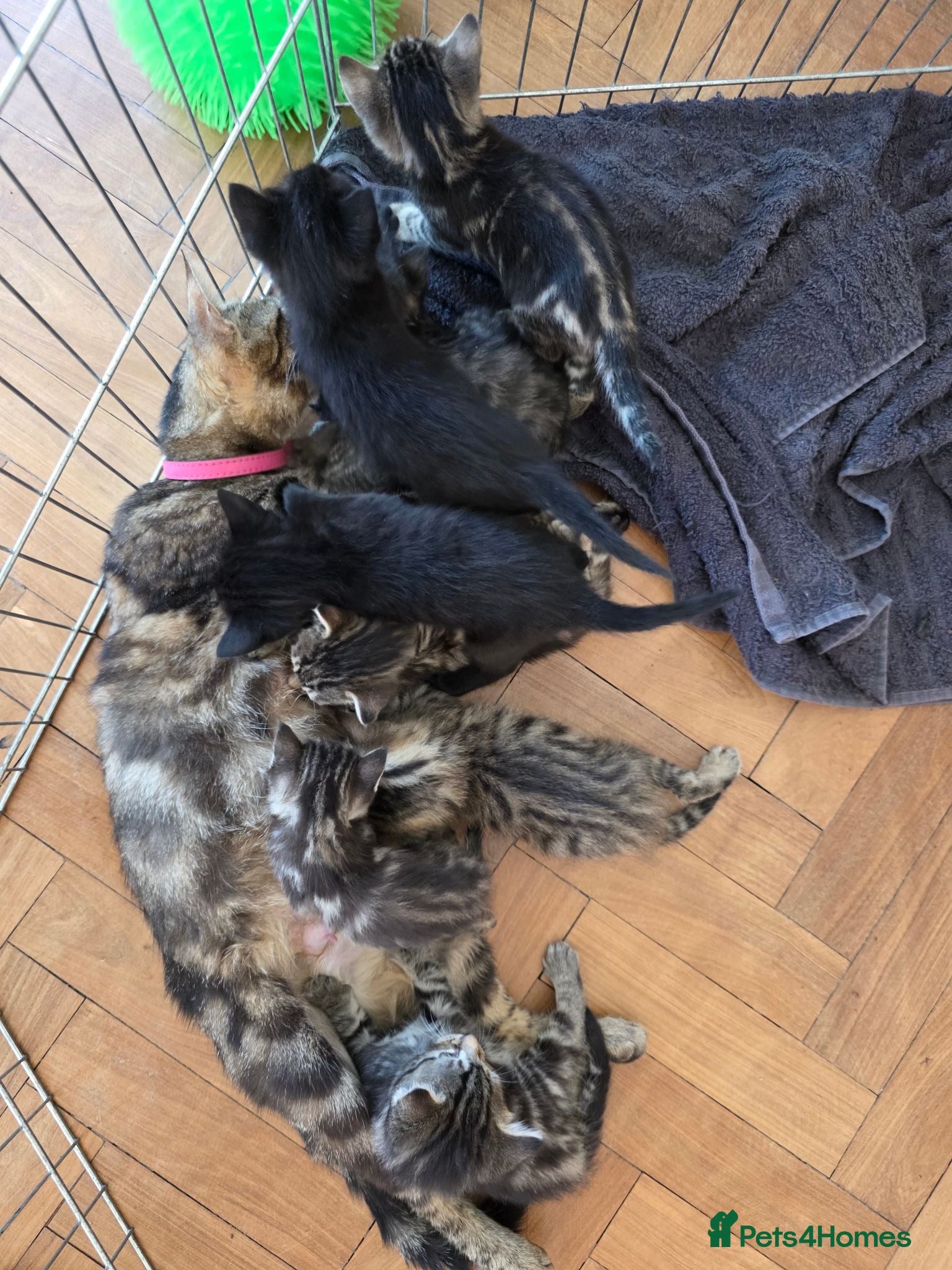 Mixed Breed cats 2 beautiful male kittens left - Advert 2