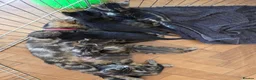 Mixed Breed cats for sale: 2 beautiful male kittens left - Advert 1