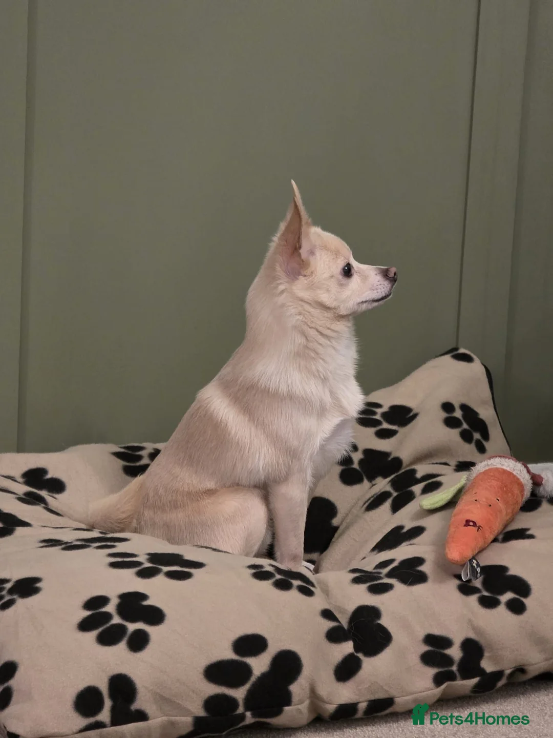 Pomchi dogs for sale: Olaf beautiful Pomchi in Pontefract - Advert 6