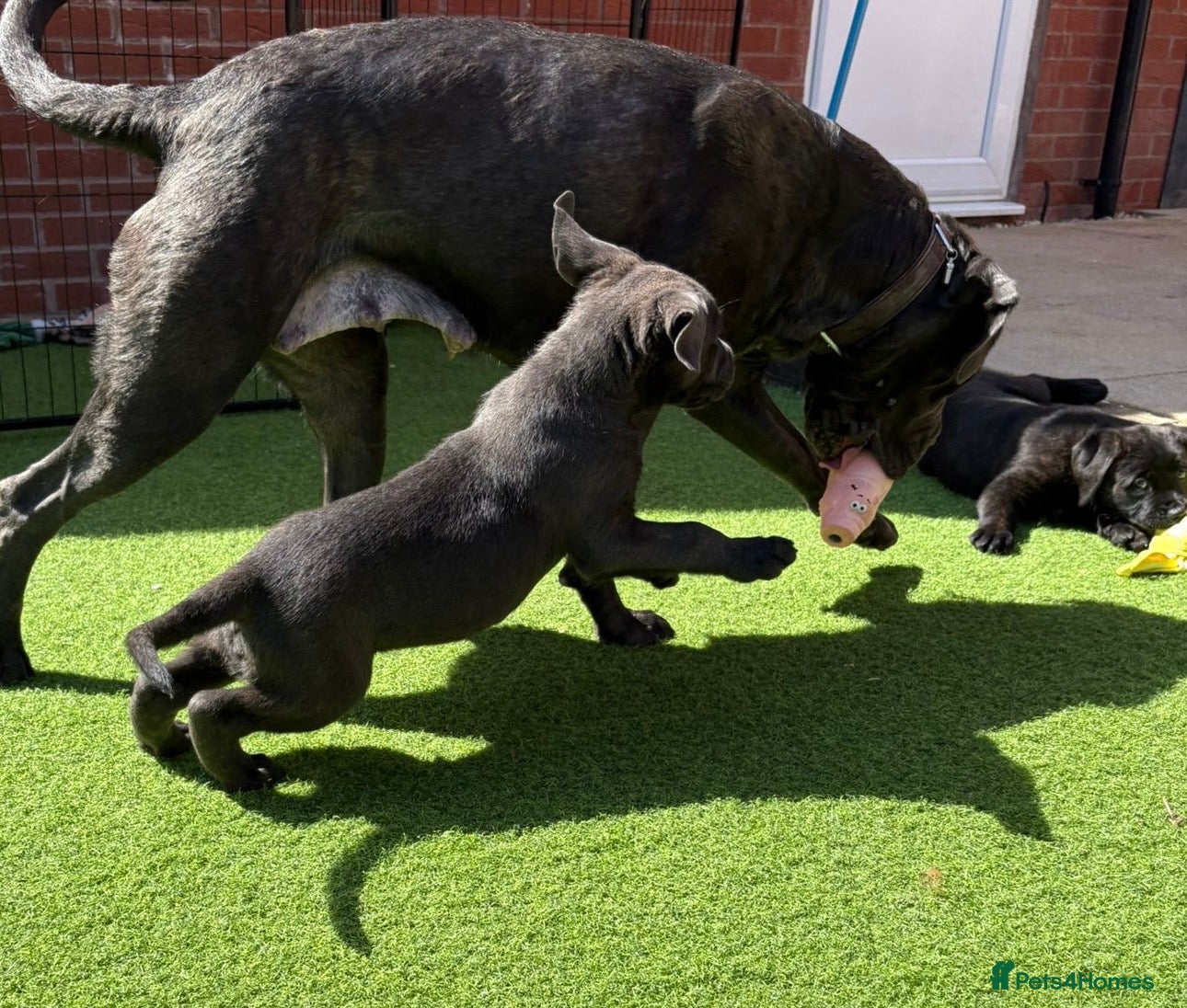 Mixed Breed dogs READY NOW 🔥CANE CORSO X PRESA CANARIO(F1) PUPS🔥  - Advert 15