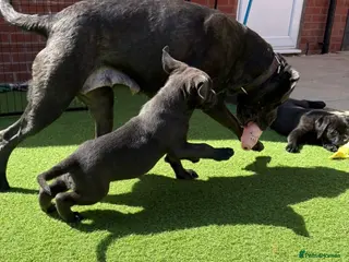 Mixed Breed dogs READY NOW 🔥CANE CORSO X PRESA CANARIO(F1) PUPS🔥 - Advert 4
