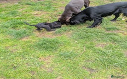 Flat coated Retriever dogs for sale: Flatcoated Retriever puppies  - Image 13