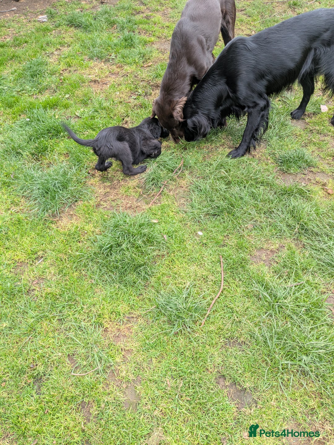 Flat coated Retriever dogs for sale: Flatcoated Retriever puppies  - Image 13