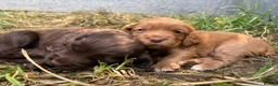 Cocker Spaniel dogs for sale: Stunning red KC working cocker puppies  - Advert 10