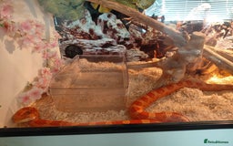 Corn Snake reptiles for sale: Corn snake  - Image 3