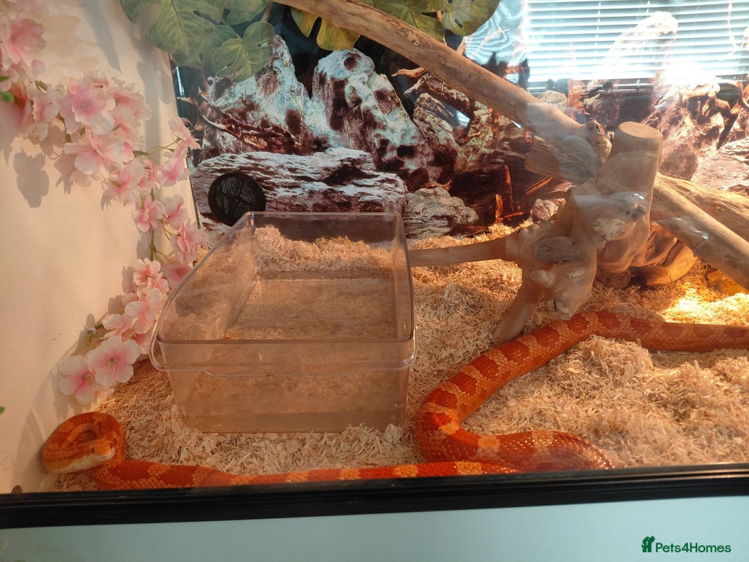 Corn Snake reptiles for sale: Corn snake  - Image 3