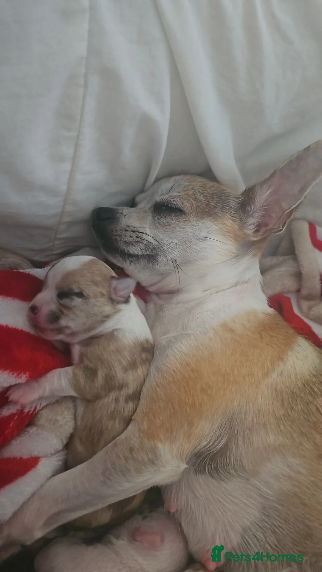 Chihuahua dogs for sale: Beautiful chihuahuas - Advert 1