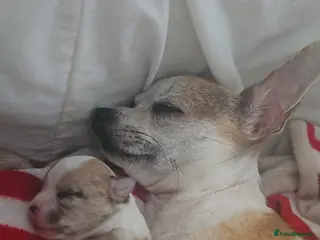 Chihuahua dogs Beautiful chihuahuas - Advert 1