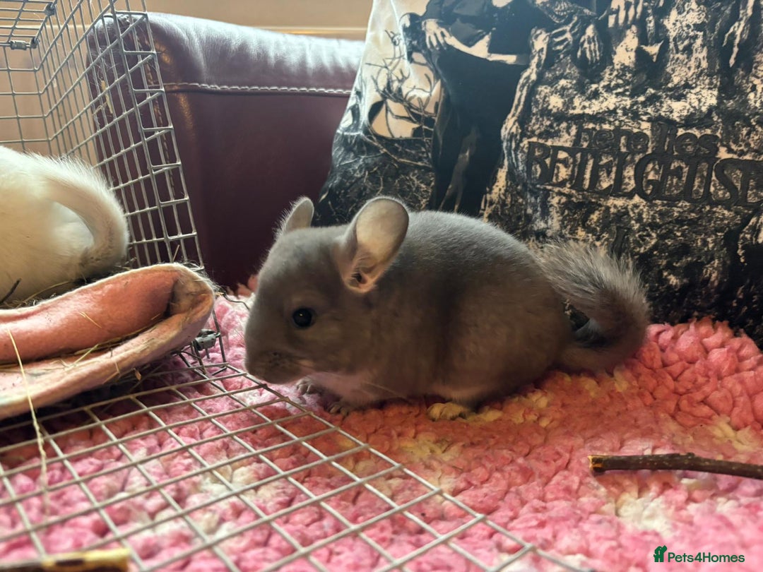 Chinchilla rodents for sale: Chinchilla babies - Image 5