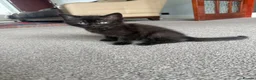 British Shorthair cats for sale: We have 2 little kittens looking for a new home  - Advert 9