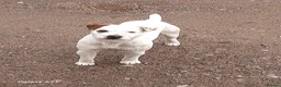 Jack Russell dogs for sale: Jack Russel pup - Advert 3