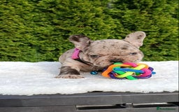 French Bulldog dogs for sale: ❤️ 🐶 beautiful French bulldog puppies ❤️🐶 - Image 36