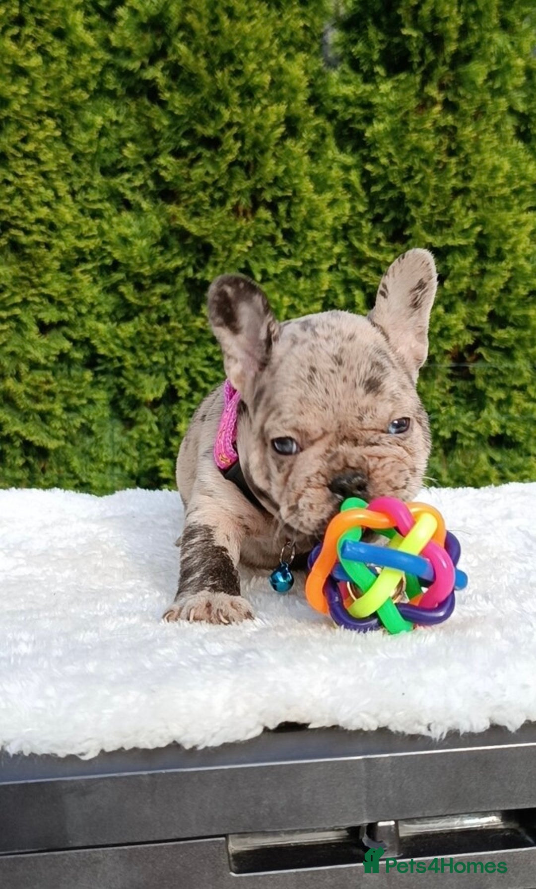 French Bulldog dogs for sale: ❤️ 🐶 beautiful French bulldog puppies ❤️🐶 - Image 36
