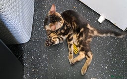 Bengal cats for sale: Pure Female Bengal Kitten £250 - Image 10