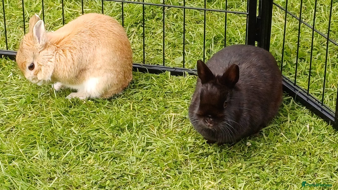Netherland Dwarf rabbits for sale: Netherland dwarf doe black self and buck choc chin - Image 4