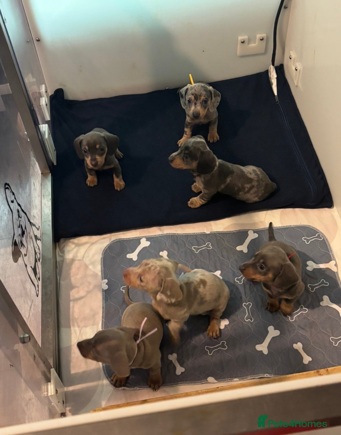 Miniature Dachshund dogs Miniature dachshund puppies  - Advert 15