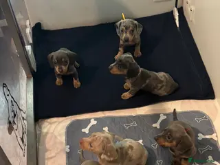 Miniature Dachshund dogs Miniature dachshund puppies - Advert 1