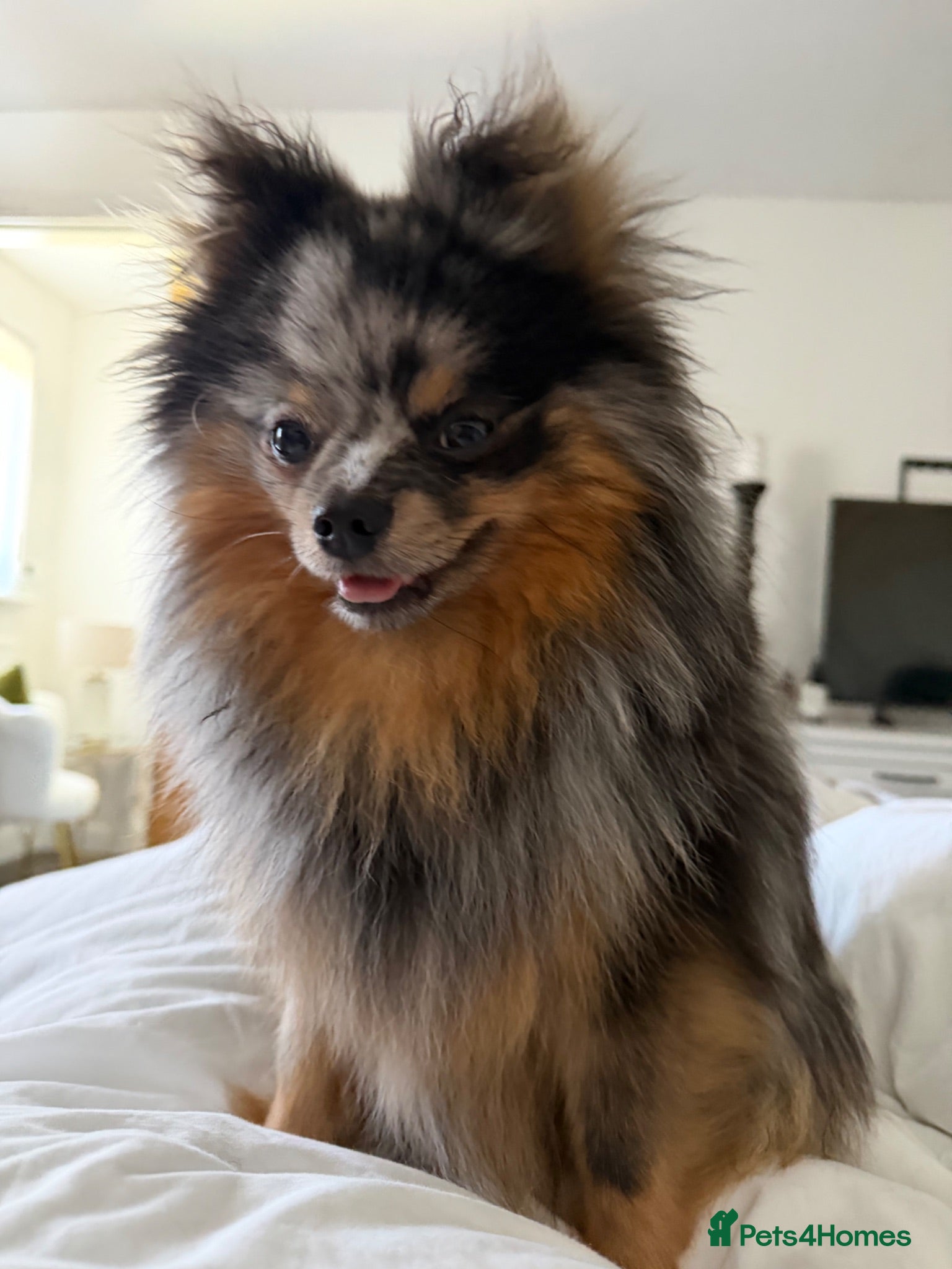 Pomeranian dogs rare colours  blue merle pomernian  - Advert 2