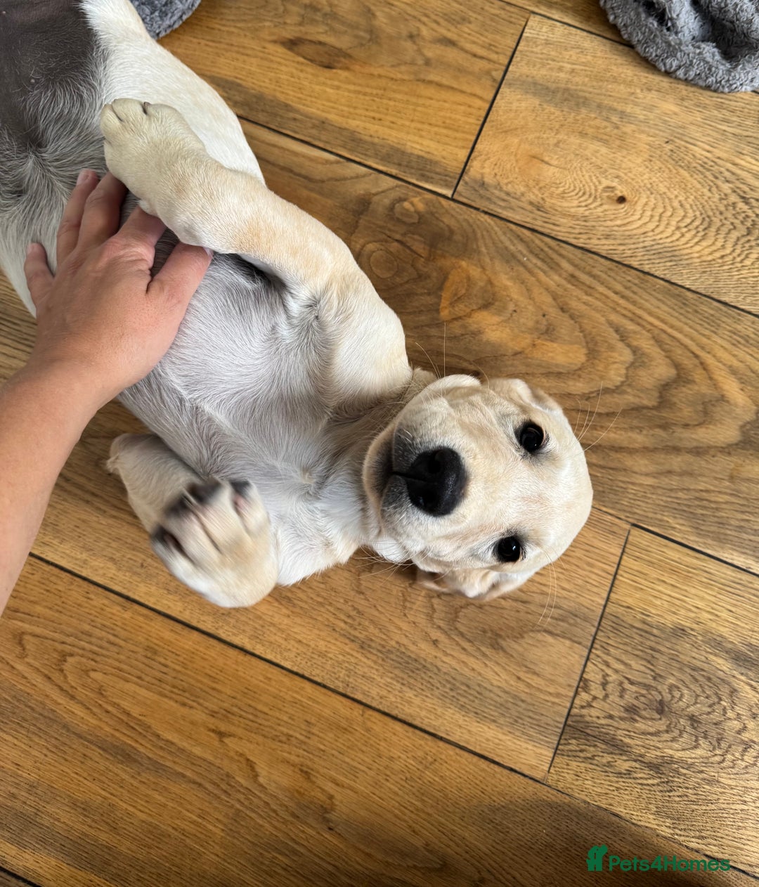 Labrador Retriever dogs for sale:  Unique Labrador ready for new home - Image 4