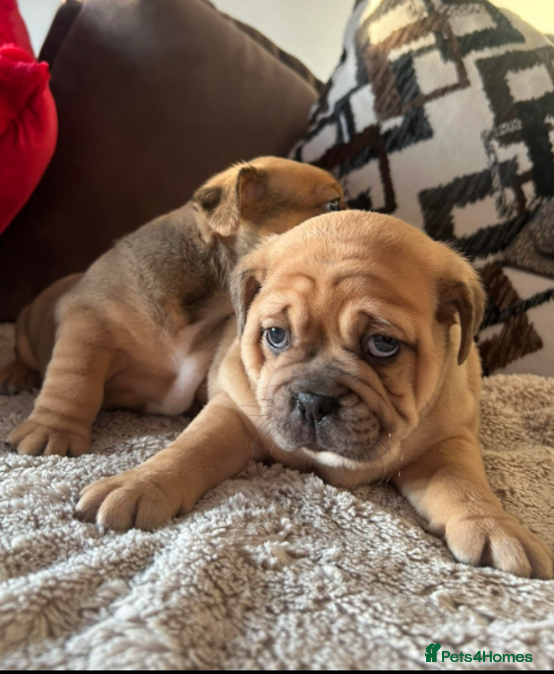 Olde English Bulldogge dogs for sale: Chocolate & Tan Olde English Bulldog Puppies  - Advert 11