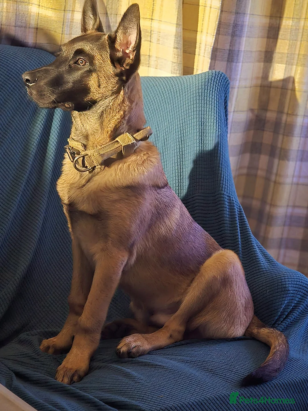 Belgian Shepherd Dog dogs for sale: Belgian Malanois Puppy - Advert 2