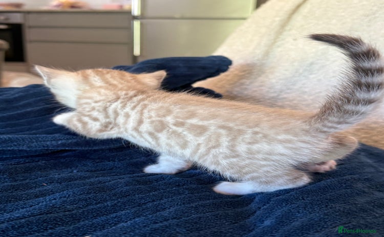 Bengal cats - Advert 3