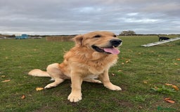 Golden Retriever dogs for sale: Bailey, 2 Year Old Golden Retriever - Advert 1