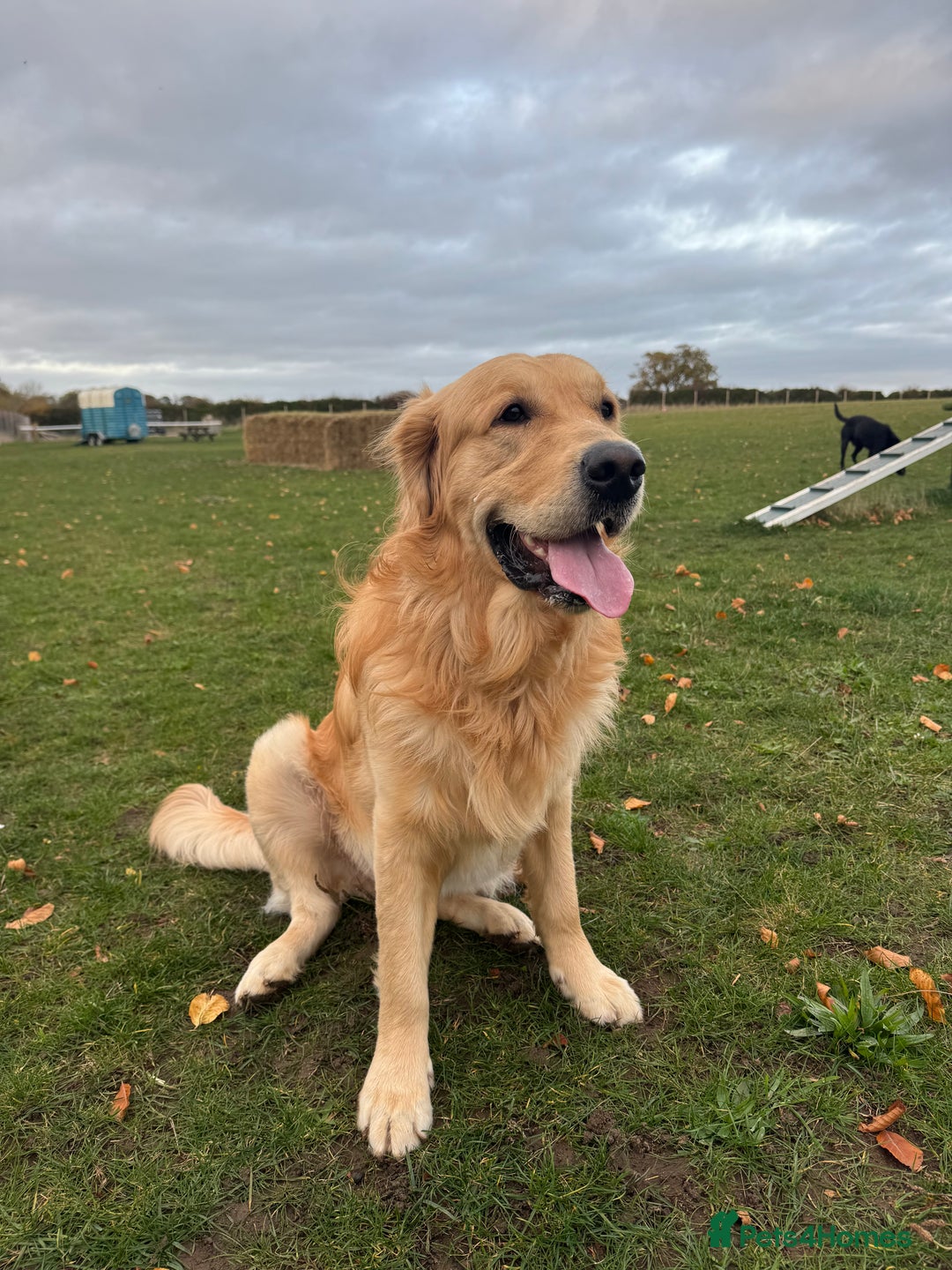 Golden Retriever dogs for sale: Bailey, 2 Year Old Golden Retriever - Advert 1
