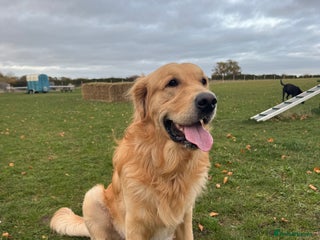 Golden Retriever dogs for sale: Bailey, 2 Year Old Golden Retriever - Advert 1