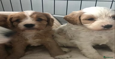 Cavapoo dogs - Advert 3