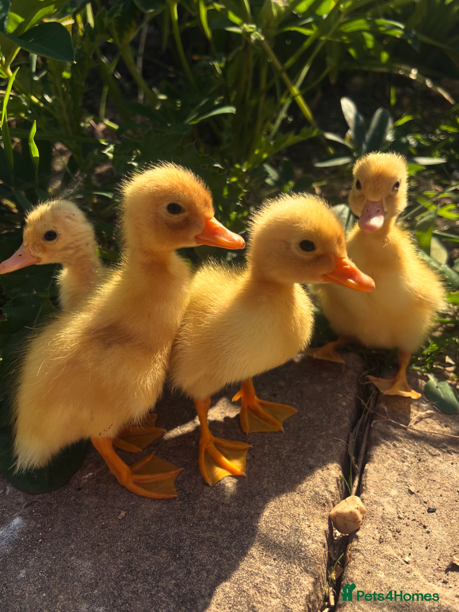 Ducks poultry Ducklings - Miniature Silver Appleyard  - Advert 5