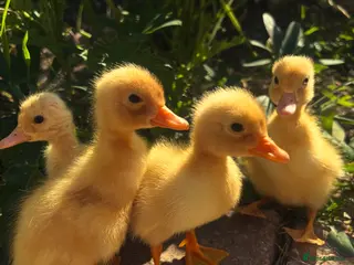 Ducks poultry Ducklings - Miniature Silver Appleyard - Advert 5