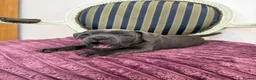 Staffordshire Bull Terrier dogs for sale: Premium RKC Staffordshire Bull Terrier Puppies 3 in Peterborough - Advert 15