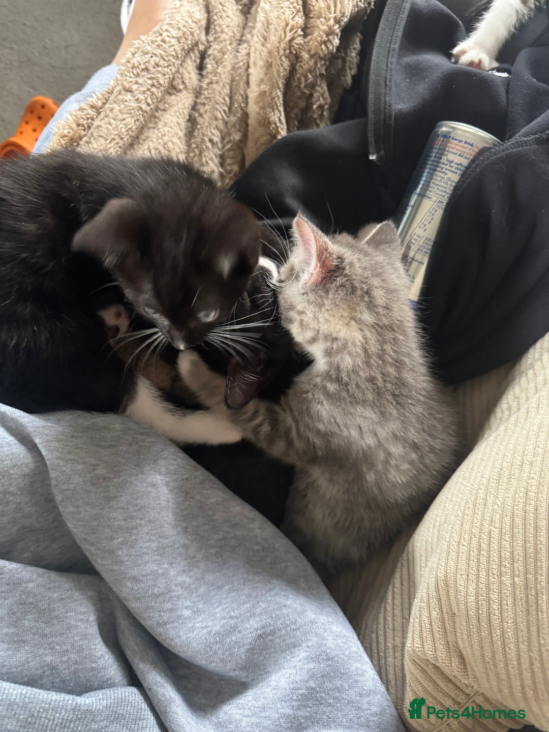Mixed Breed cats for sale: 1 male grey and twin black girls  - Image 4