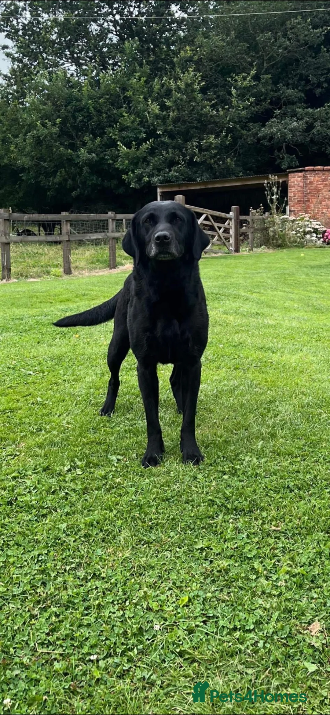 Labrador Retriever dogs for sale: Khakicampbel Sapphire x Striker Jake  - Advert 1