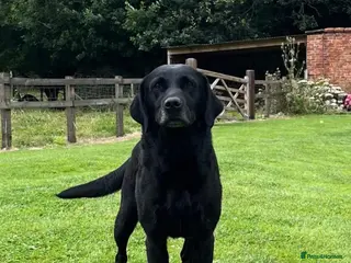 Labrador Retriever dogs KC registered Black Labrador Dog READY NOW! - Advert 3