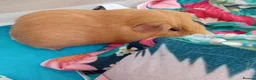 Guinea Pig rodents for sale: 2 male guinea pigs looking for there forever home - Advert 6