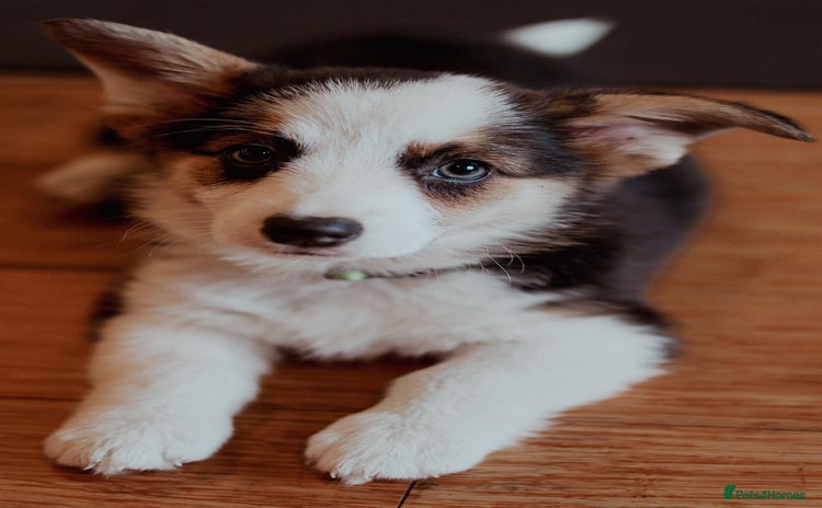 Welsh Corgi Pembroke dogs in Sturminster Newton - Advert 3