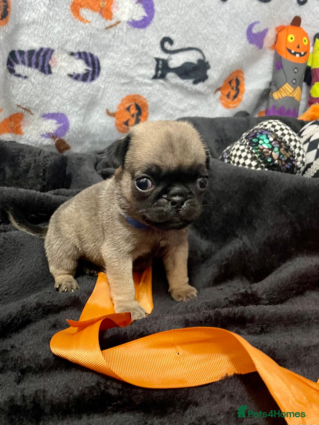 Pug dogs for sale: Pretty Female Pug Puppies x2 HEALTHY & HAPPY  - Image 12