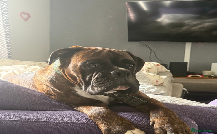 Boxer dogs - Advert 1